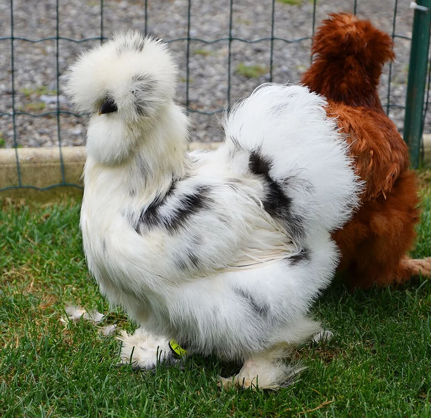 Китайські шовкові кури(Silkie)