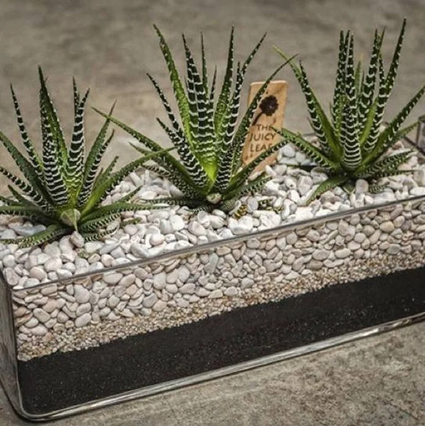 Хавортії в груповій композиції