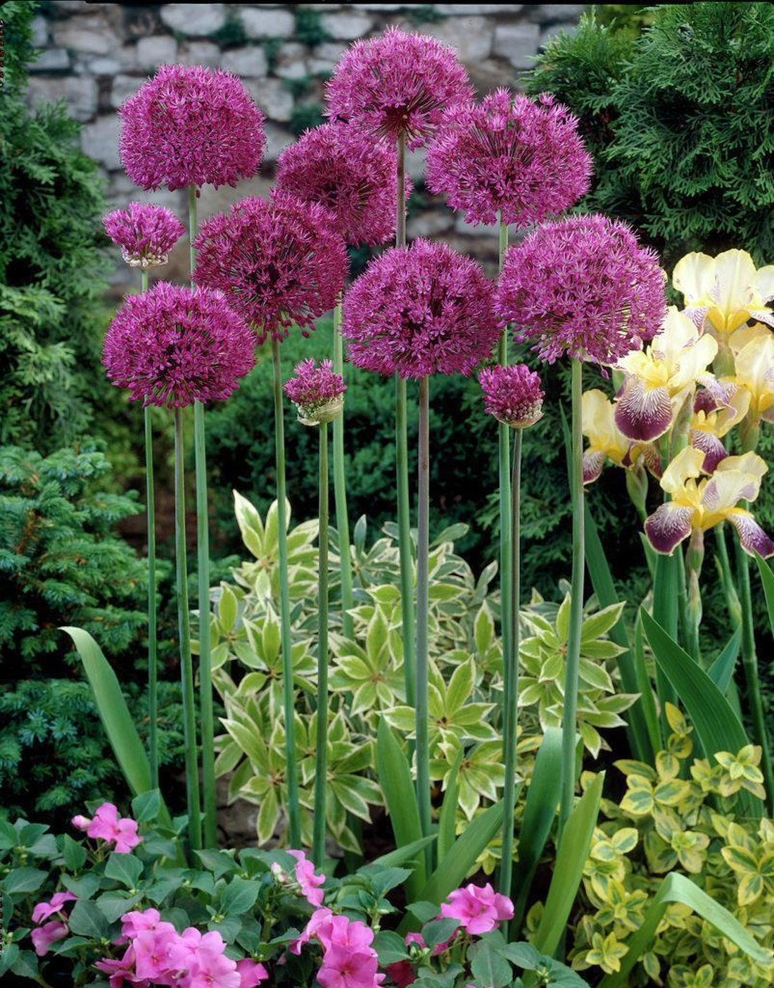 У некоторых сортов декоративного лука шары соцветий достигают 30 см в диаметре (Allium cristophii)