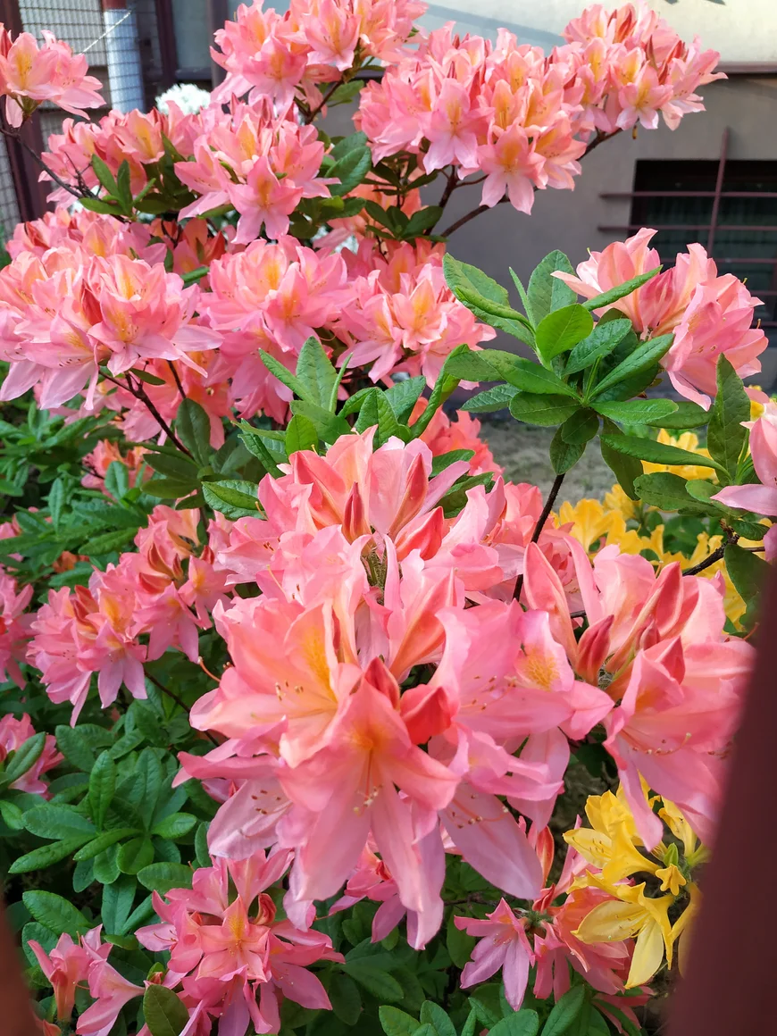 Рододендрон листопадный. Краков