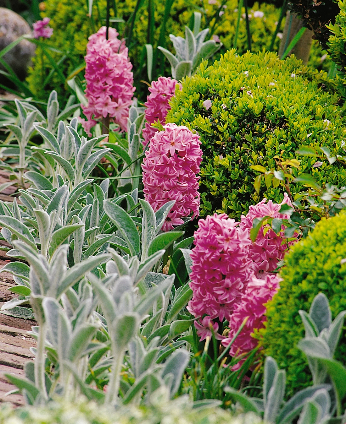 Гиацинты наполняют сад красками и благоуханием.