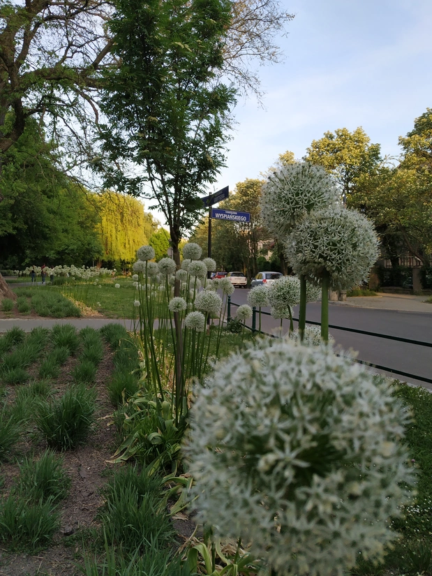 Allium в парке Кракова
