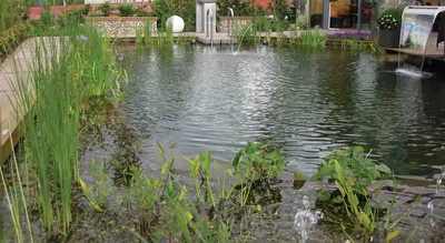 На самых глубоких уступах высаживают подводные и водные растения, которым не нужна почва - они будут поглощать все необходимые им питательные вещества прямо из воды. 