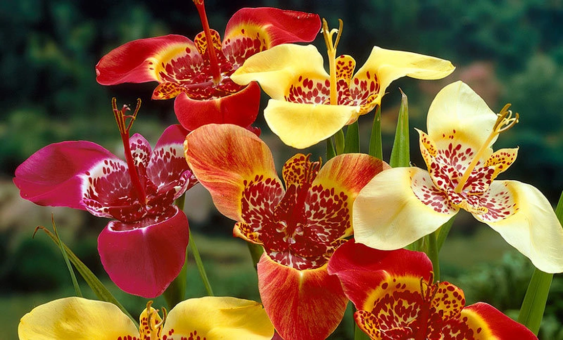 Цветок тигридии держится недолго - всего 8-10 ч., но несмотря на это, клумбы с тигридиями постоянно в цвету.