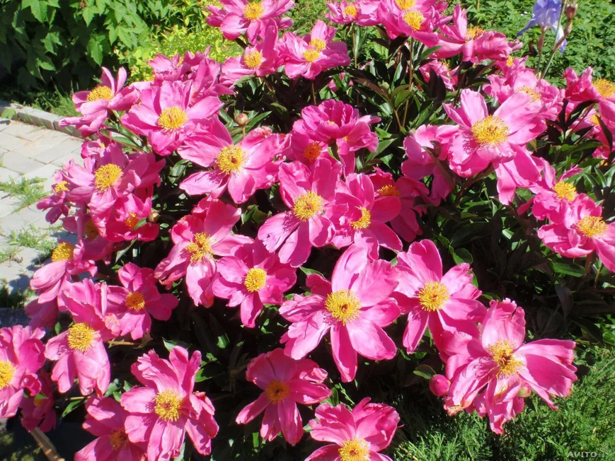 Травянистый пион Huang Jin Lun - Golden Wheel 