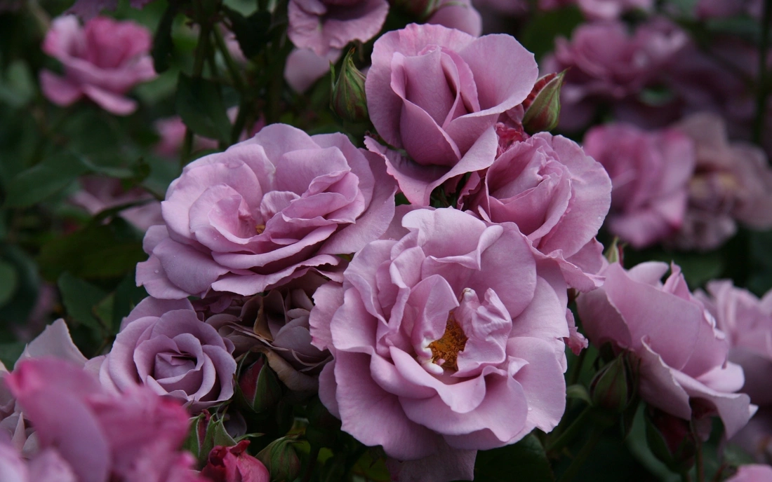 Роза способна украсить собой любой цветник, не зависимо от его размера, и растущих там растений.