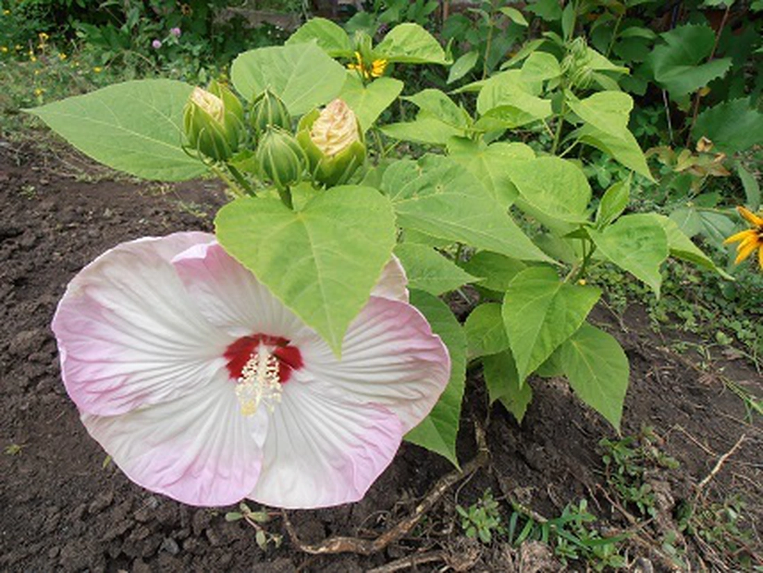 Гибискус травянистый, ньюбискус - диаметр цветка 25см!