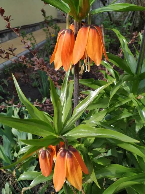 Рябчик императорский