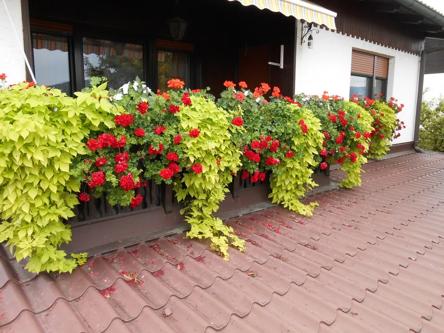 Герани много не бывает