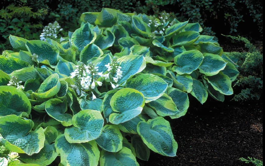 Hosta sieboldiana Frances Williams- Хоста Зибольда Франс Уильямс.