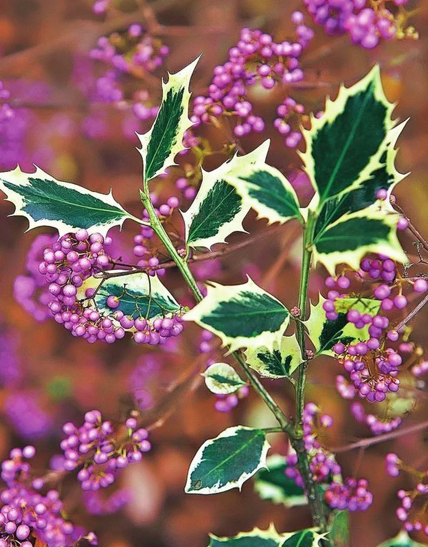 Красивоплодник