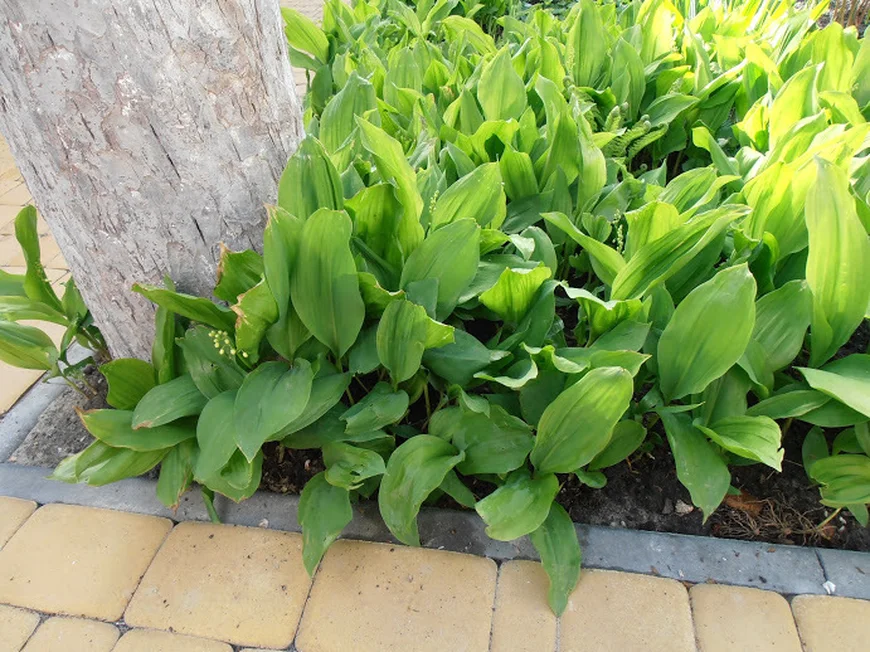 Укладка тротуарной плитки Укладка тротуарной плитки