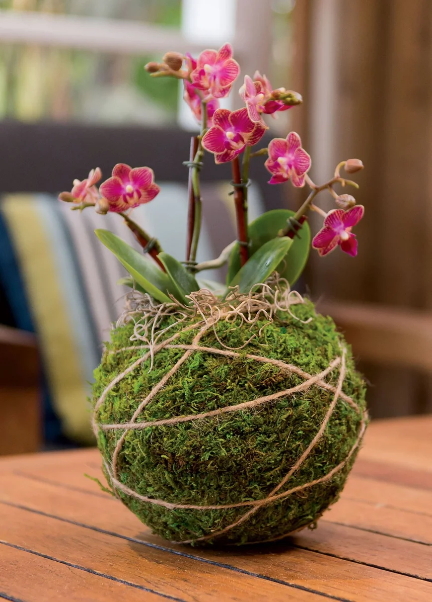 Kokedama Moss Ball