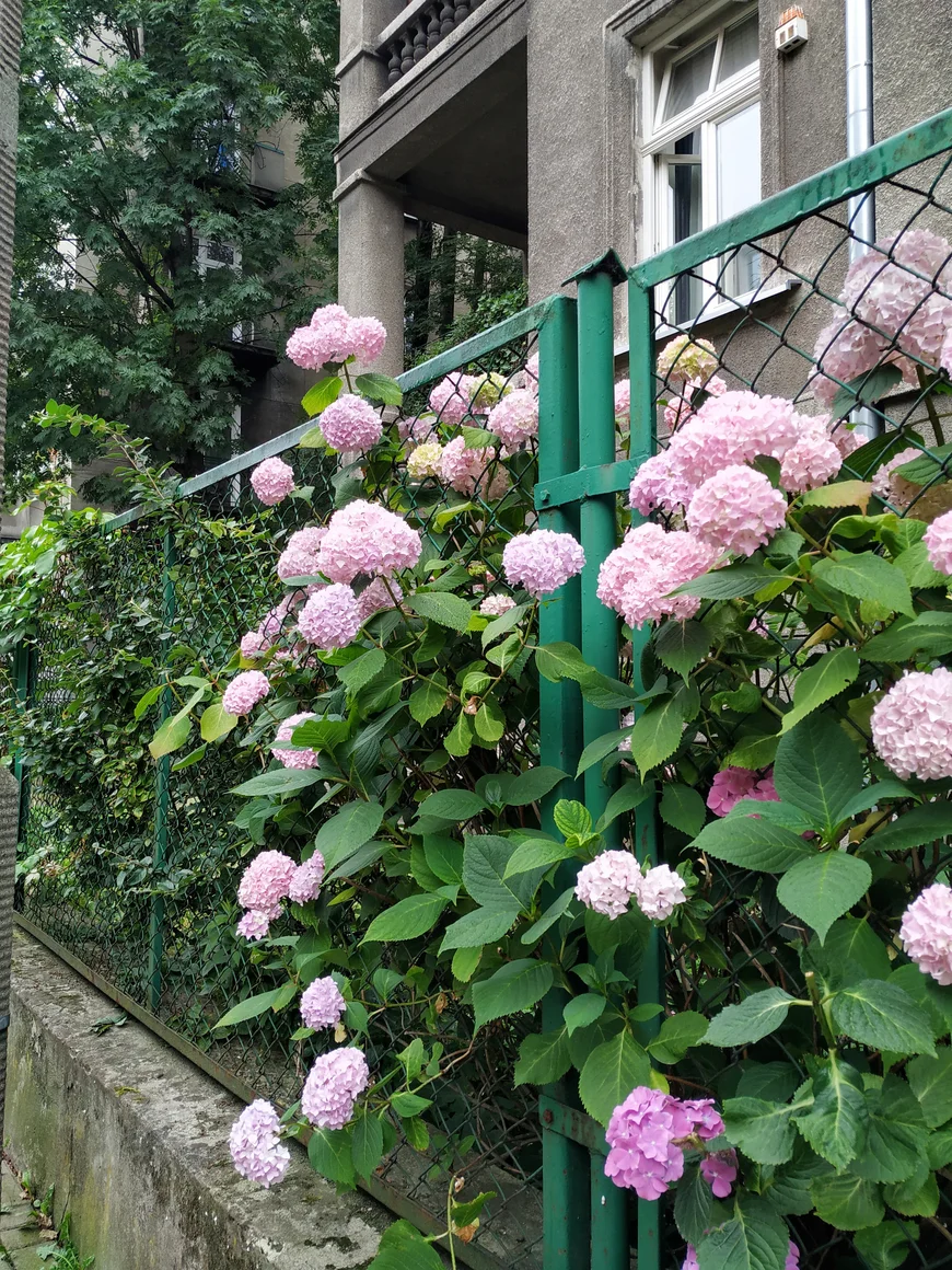 Рожева гортензія. Краків Рожева гортензія. Краків