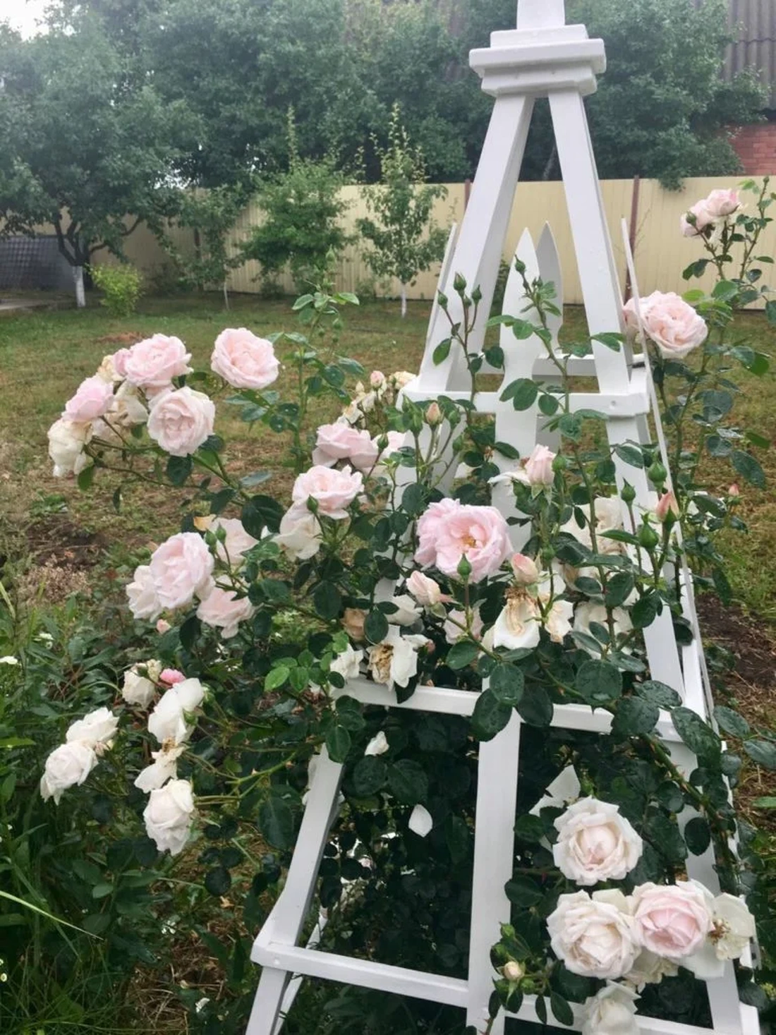 В оформлении романтического сада лучше использовать вьющиеся розы кремово-розовой, светло-желтой или бледно-розовой окраски.Такая цветовая гамма расслабит и подарит умиротворение.