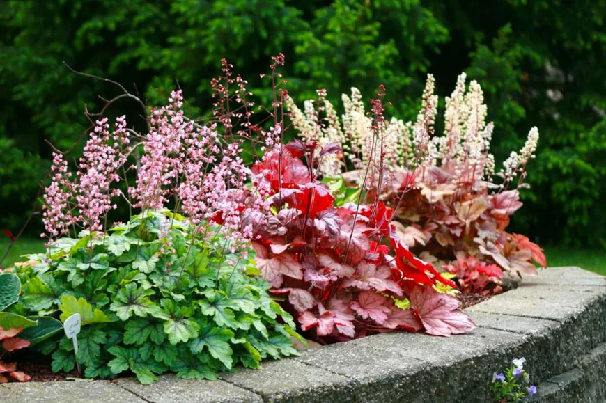 Гейхери - обираємо квіти для саду Гейхери - обираємо квіти для саду