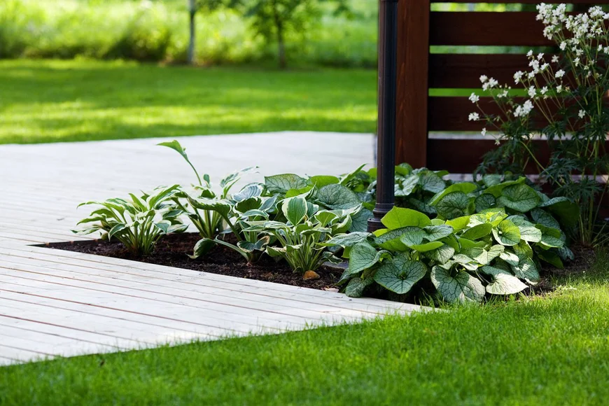 Роскошные зеленые розетки хосты образуются плотными прикорневыми листьями.