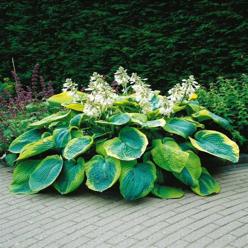 Хоста sieboldiana Фрэнсис Уильямс.