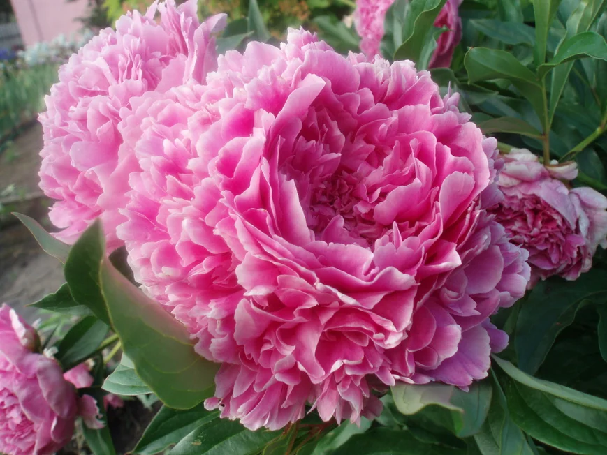 Пион травянистый Сара Бернар (Sarah Bernhardt), сорт пиона селекции Лемуан 1906 г., Франция.