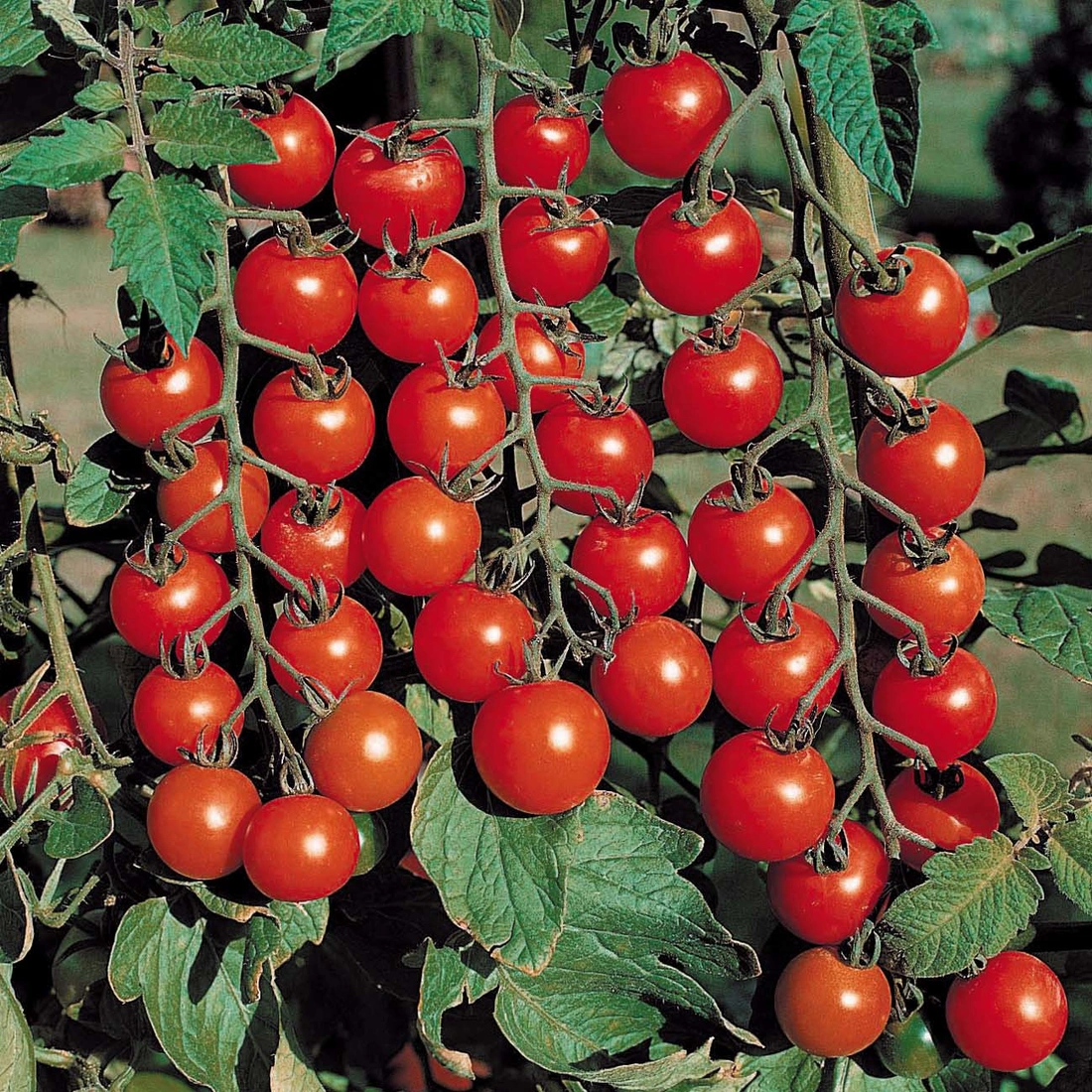 Урожай помидоров-плюс теплой грядки в том, что при разложении органических отходов, выделяется и большое количество тепла в корнях растений
