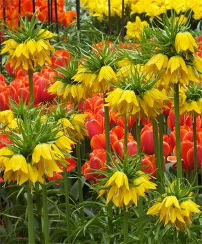 Это величественное, изысканное растение имеет еще одно название - "Царская корона".