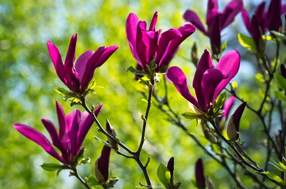 декоративный миндаль