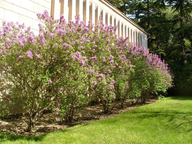 Живая изгородь: посадка и формирование