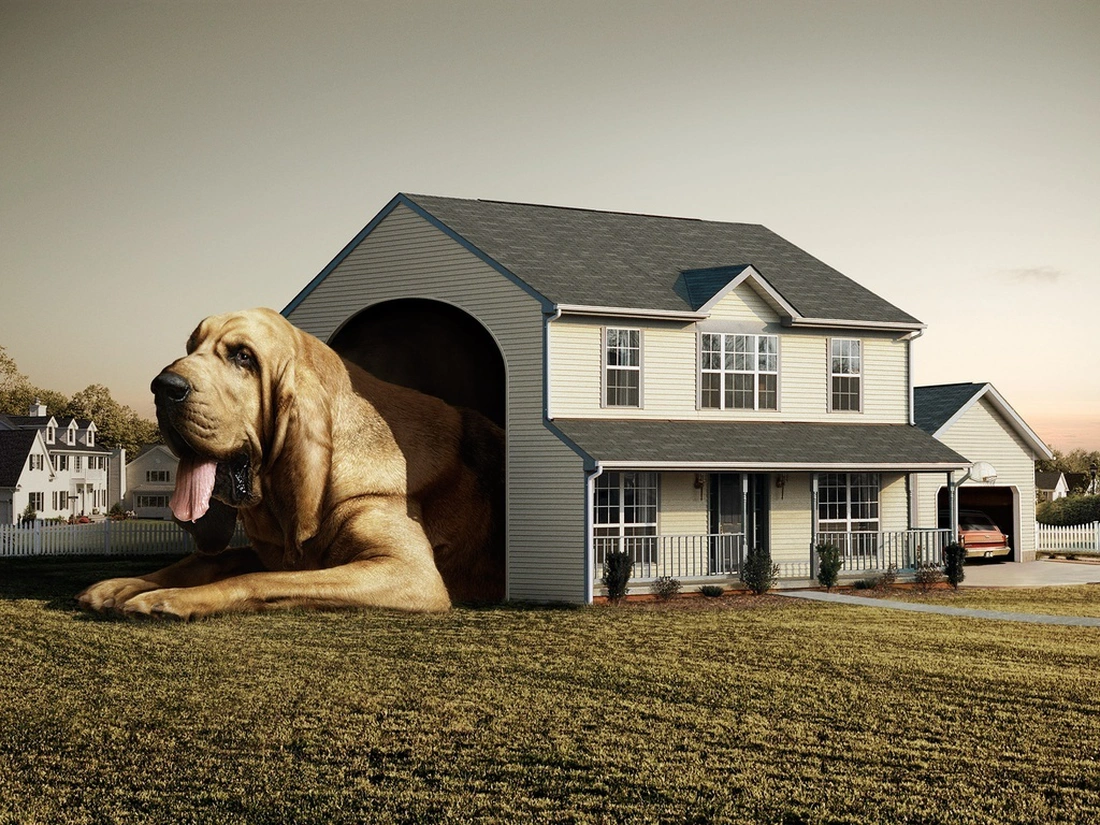 Предлагаем вам подготовить дом для комфортного и безопасного проживания вас и собаки.