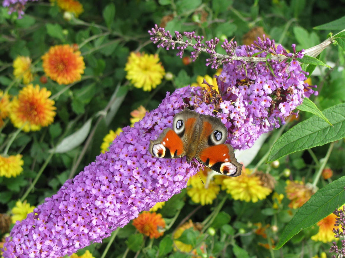 Ароматные соцветия пахнут гиацинтами и медом, привлекая к вам в сад много ярких бабочек!