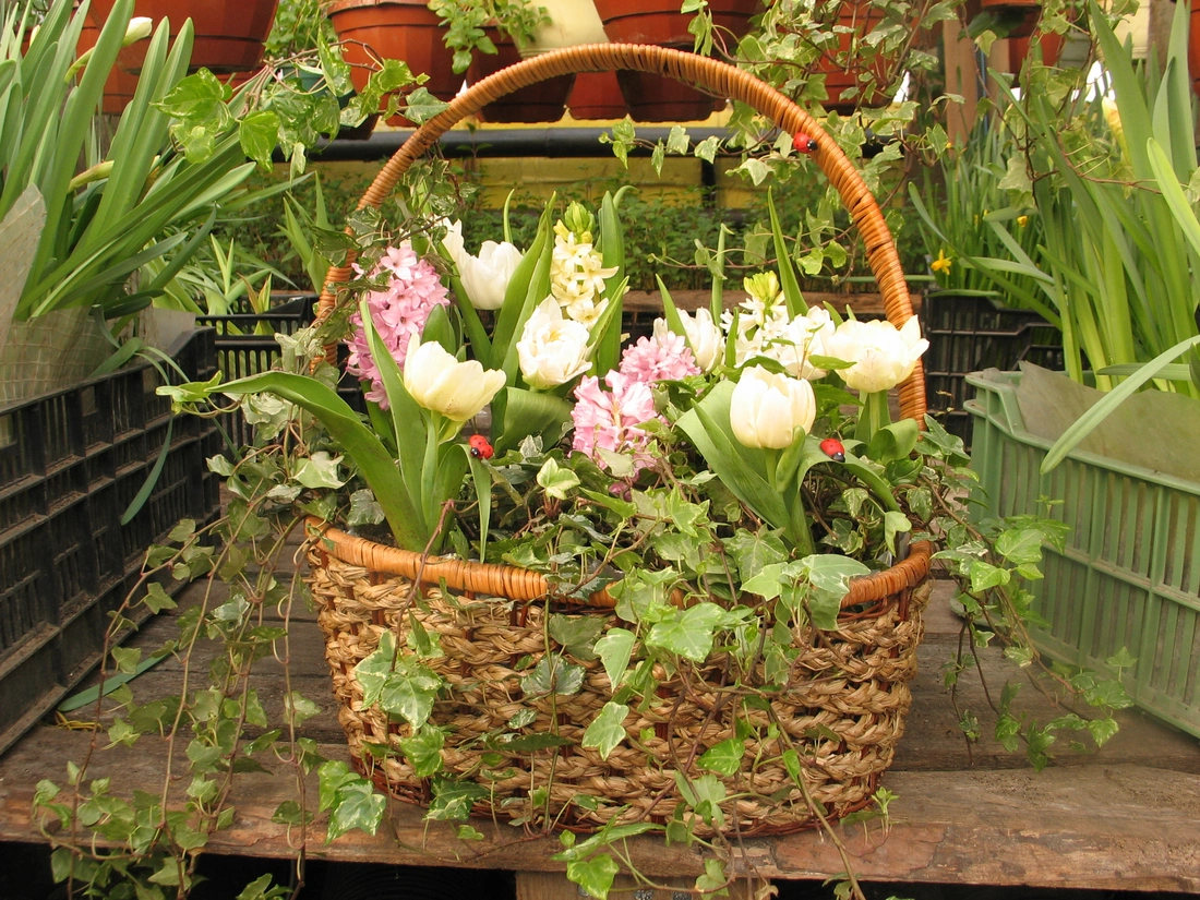 Наполните плетеную корзинку цветами в горшках: белыми тюльпанами, розовыми гиацинтами.