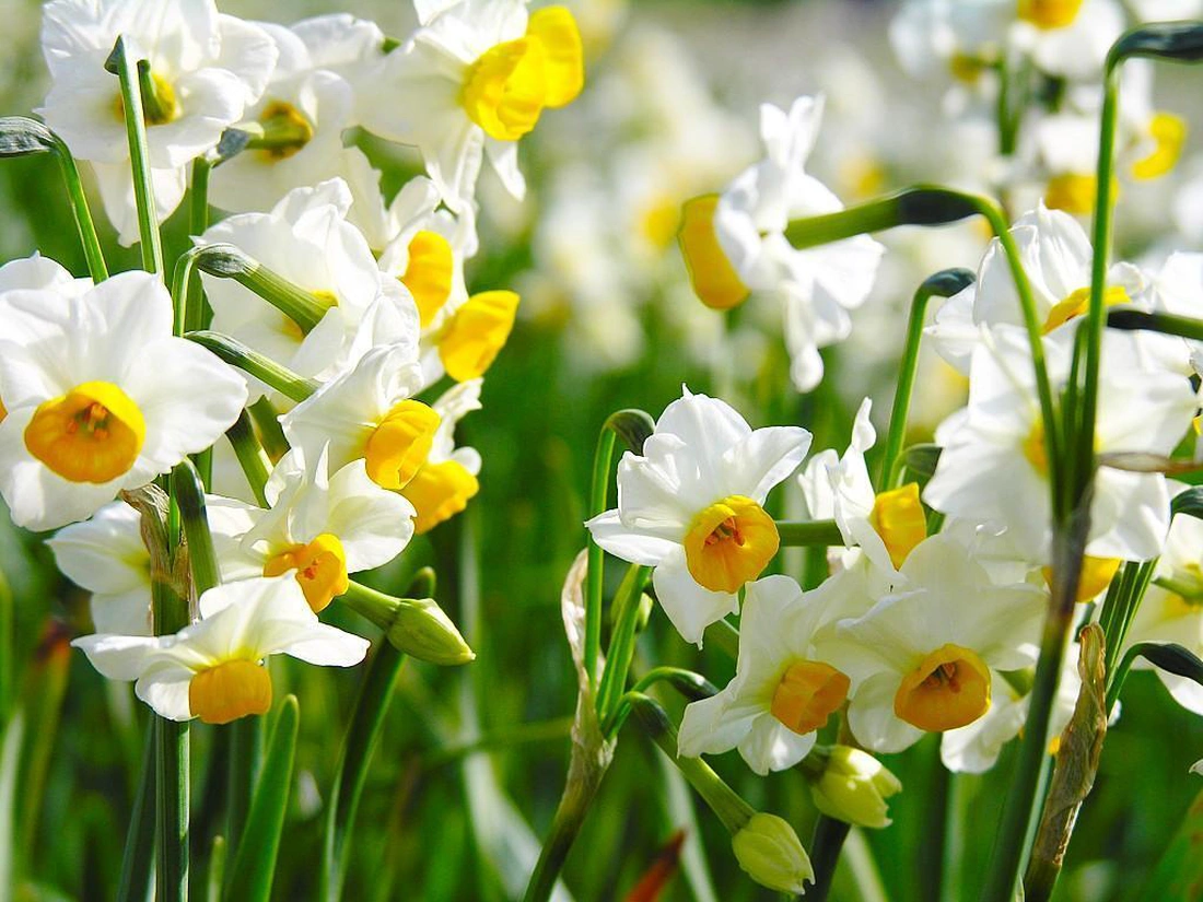 Сразу три цветка красуются на одном цветоносе у сорта Ла Райнт. Белая окраска всегда в фаворе, другие расцветки только оттеняют идеальный белый.