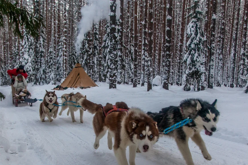Катание на собачьих упряжках