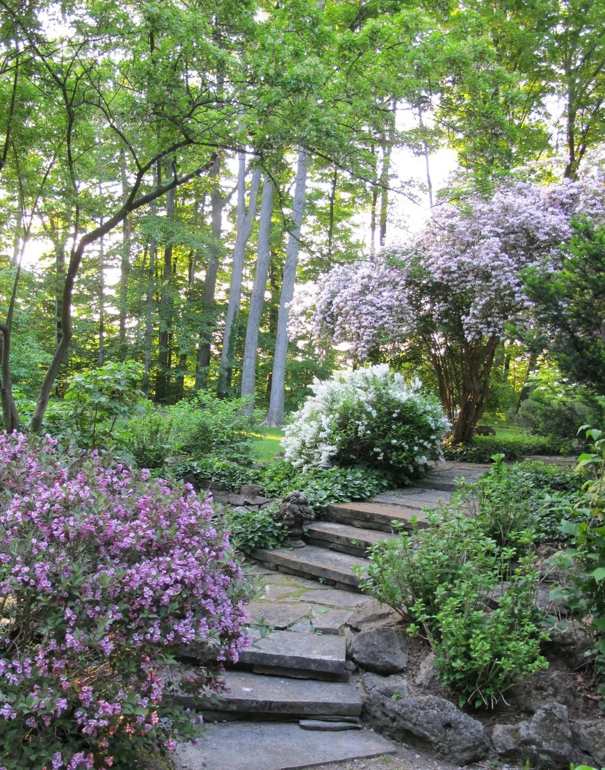 Кольквиция в саду