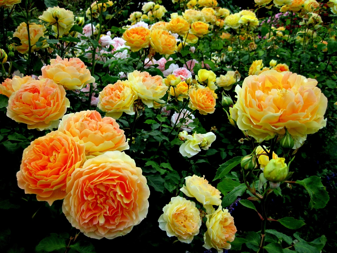 Цветы у шрабов ароматные, самой разнообразной расцветки.