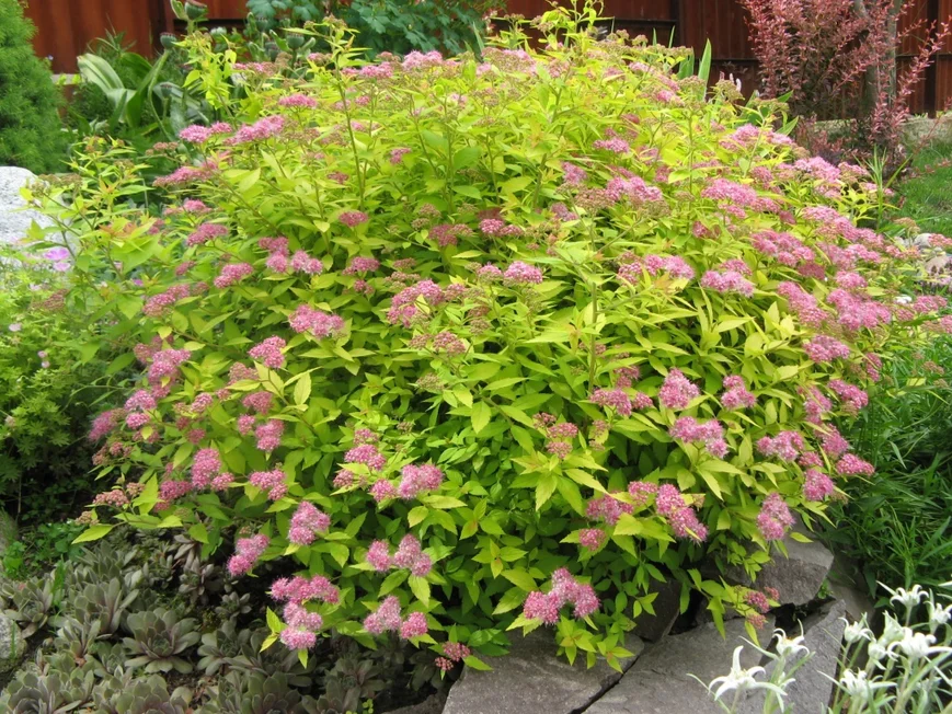 Летнецветущая спирея