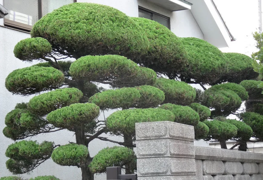 На оставленных ветвях образуются крупные "тарелки", "облака", "шары" или "подушки" На оставленных ветвях образуются крупные "тарелки", "облака", "шары" или "подушки"