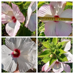 Травянистый гибискус