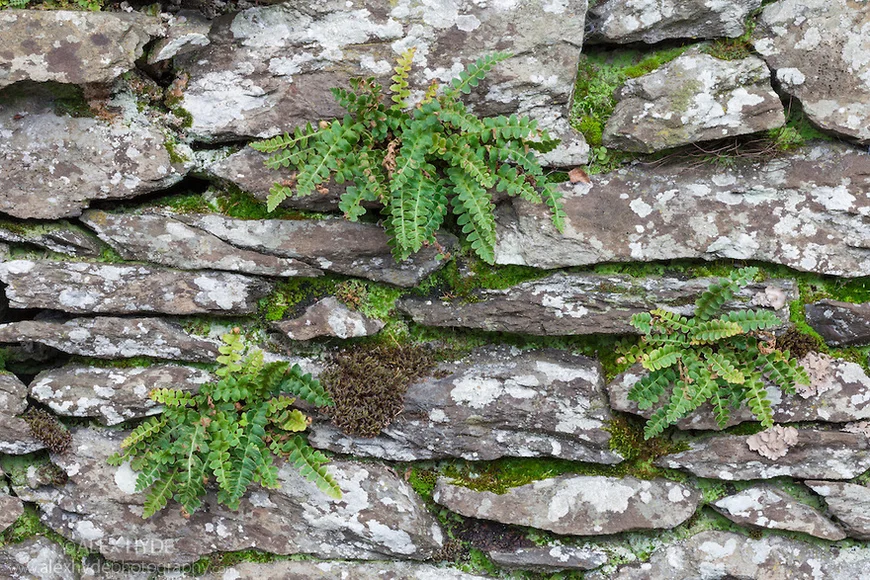 Мох в ландшафтном дизайне