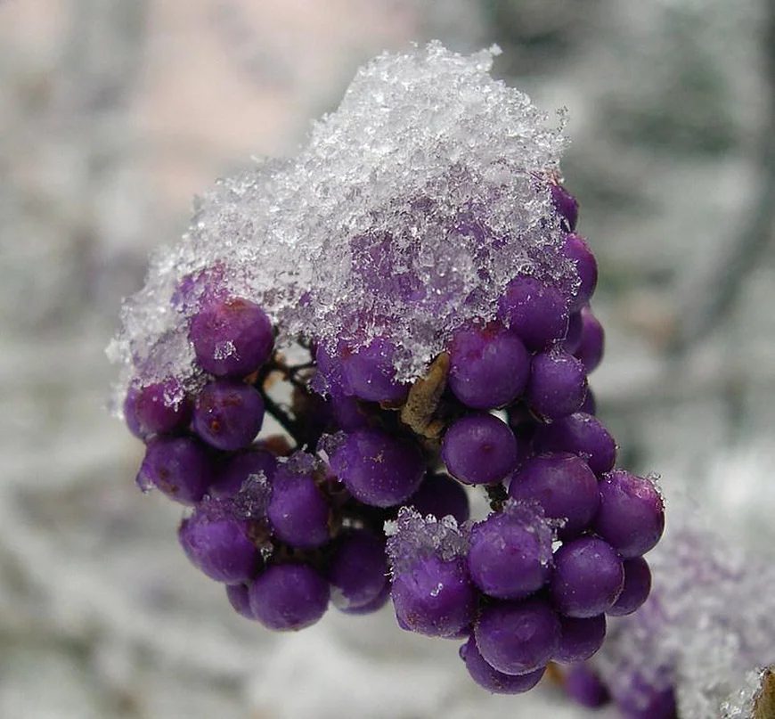 Красивоплодник