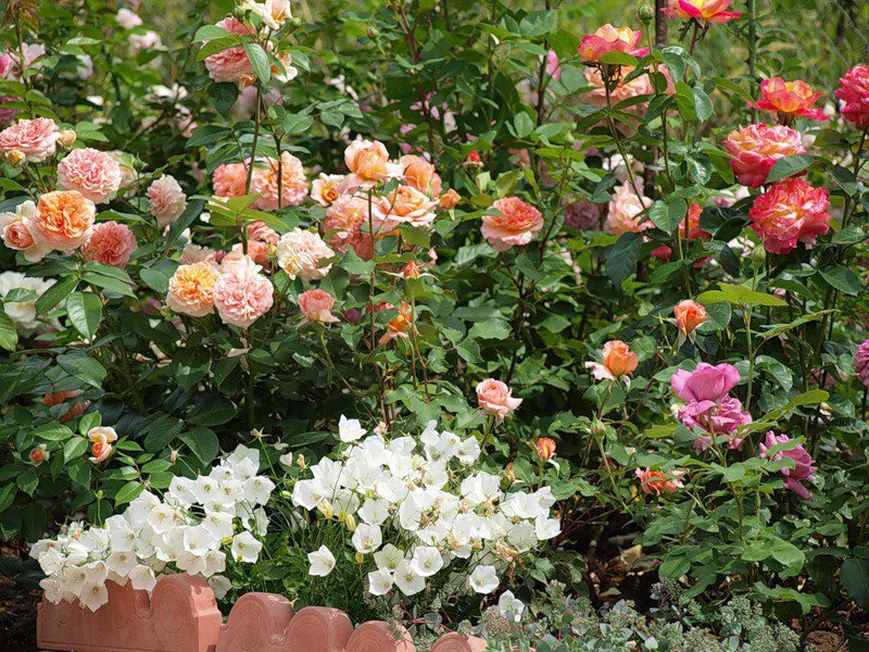 Розарий на даче Розарий на даче