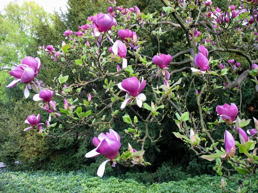 Магнолия