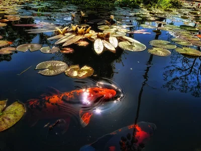 Карпы Кои создают «коалиции» в пруду, способны узнавать своих хозяев и любят брать корм прямо из рук.