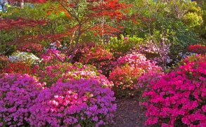 Цветущие рододендроны