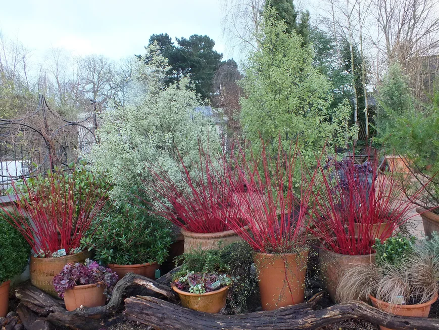 Контейнерный сад.