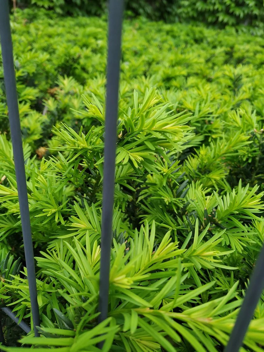 Живая изгородь из тиса