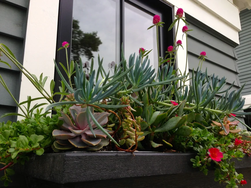 Эффектный оконный ящик с суккулентами