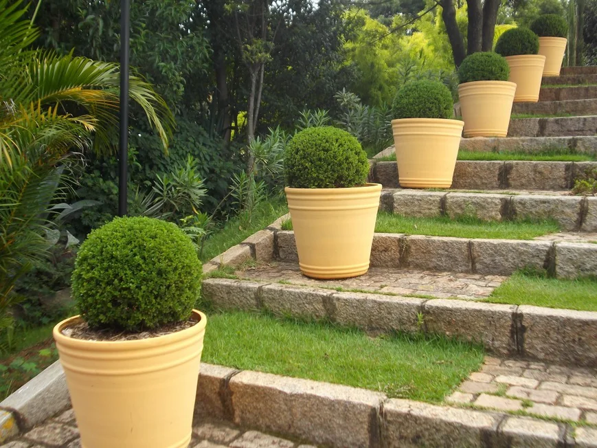 Самшиты круглой формы на ступенях