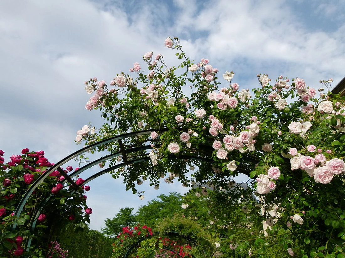 Арка, увитая розами, объединяет разные части сада и при этом очерчивает зоны отдыха.
