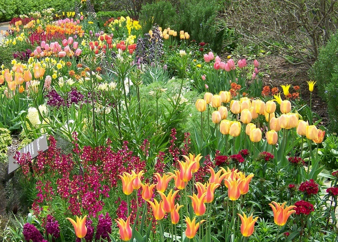 Используйте одни и те же цветовые сочетания для разных растений в разных уголках сада.